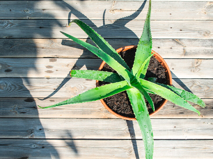 The Healthy Uses of Aloevera